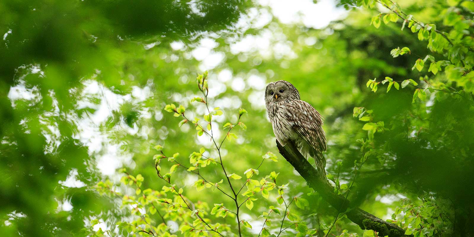 Ural owl.