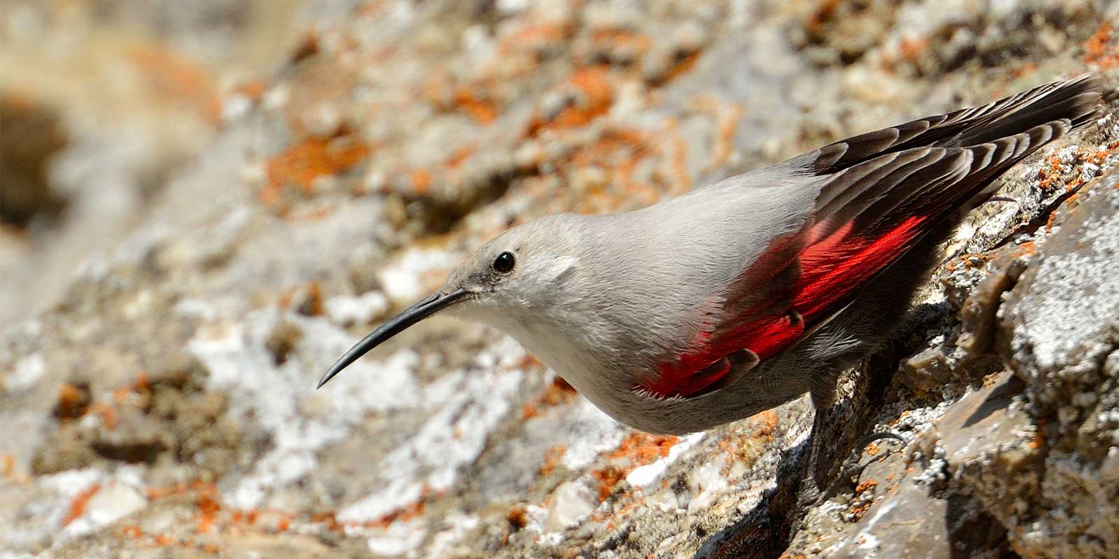 Wallcreeper