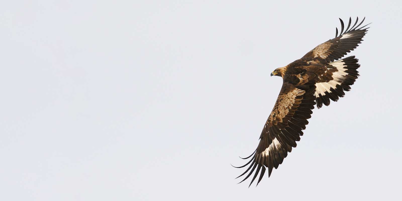 Golden eagle in flight