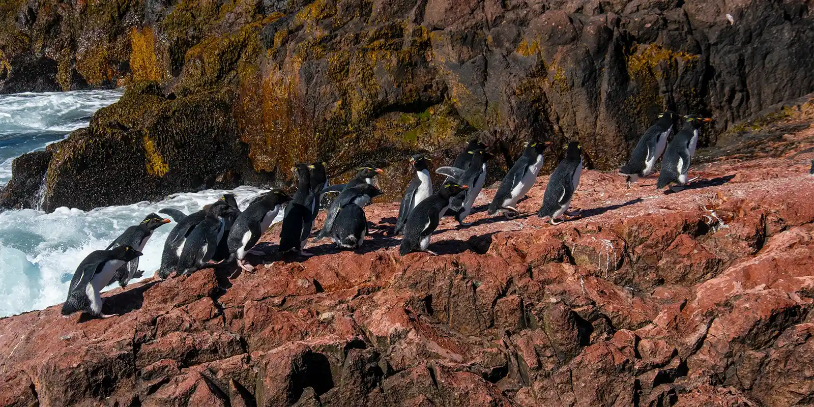 Rockhopper penguin at Puerto Deseado in Argentina
