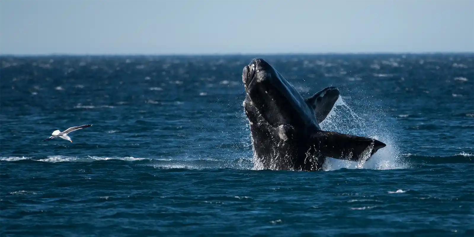 Southern right whale in Valdes Peninsula, Argentina