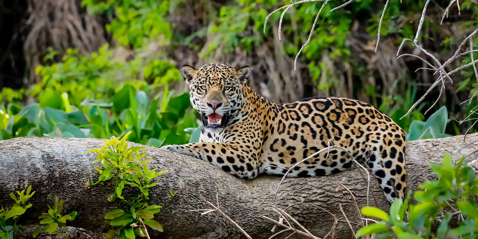 Jaguar on a fallen tree, in the Pantanal, Brazil