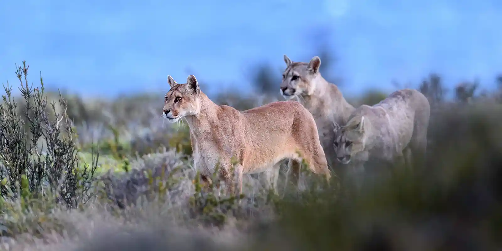 Trio of pumas walking amongst the grassland of Torres del Paine, Chile.