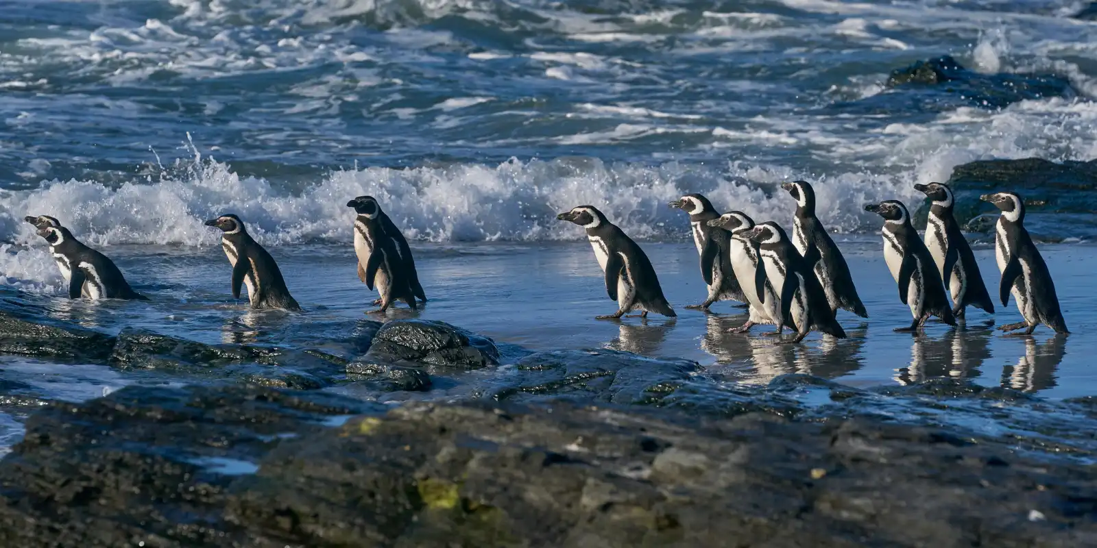 Magellanic penguins on the shore of Patagonia, Chile.