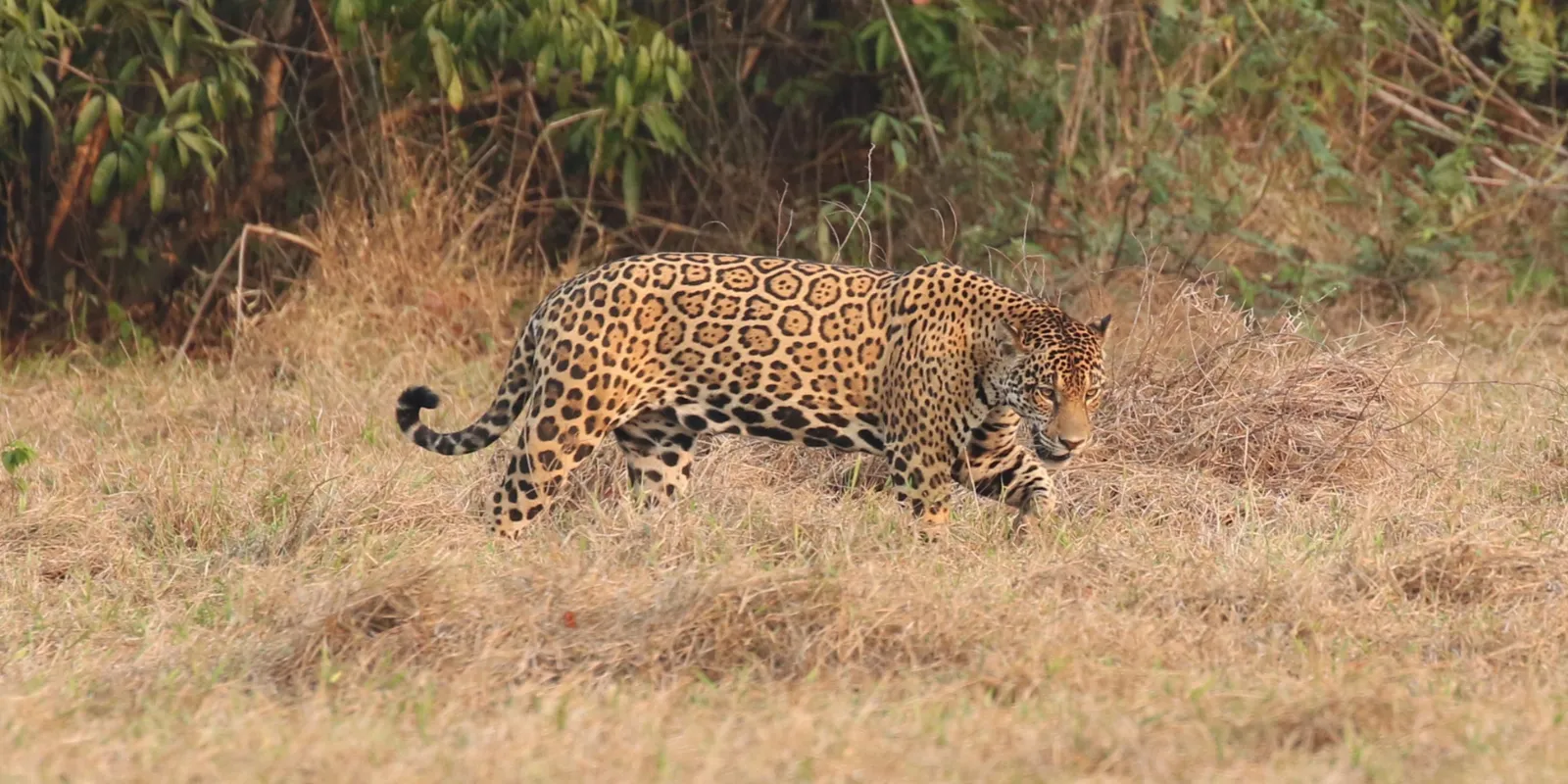 Jaguar walking in Colombia.