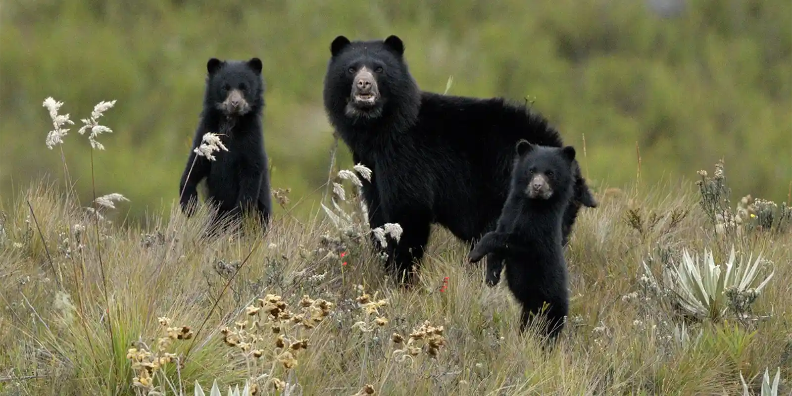 Spectacled bear in Colombia.