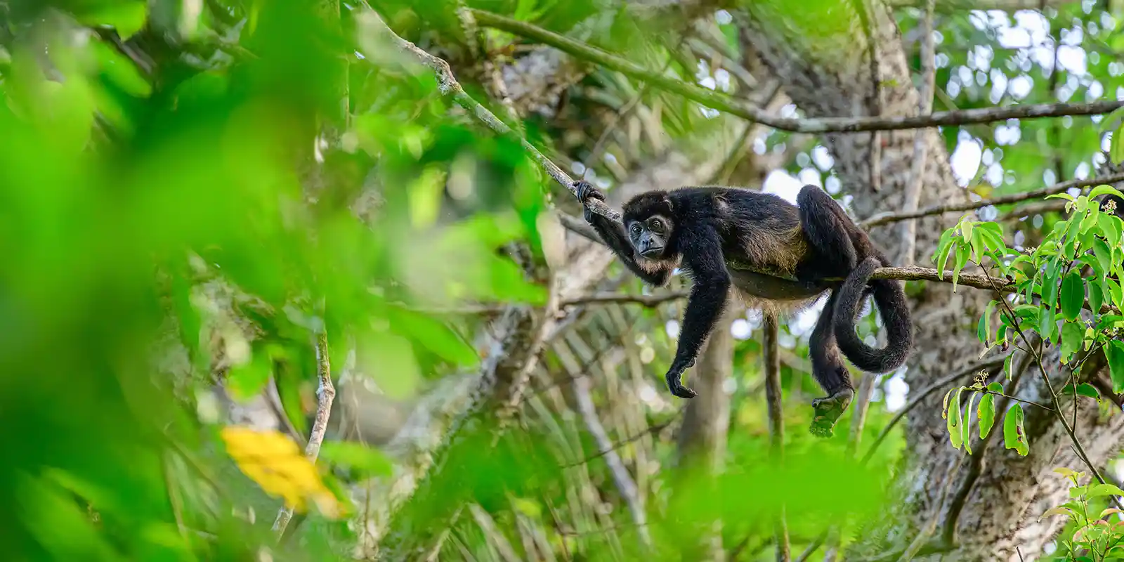 Black howler monkey in Costa Rica
