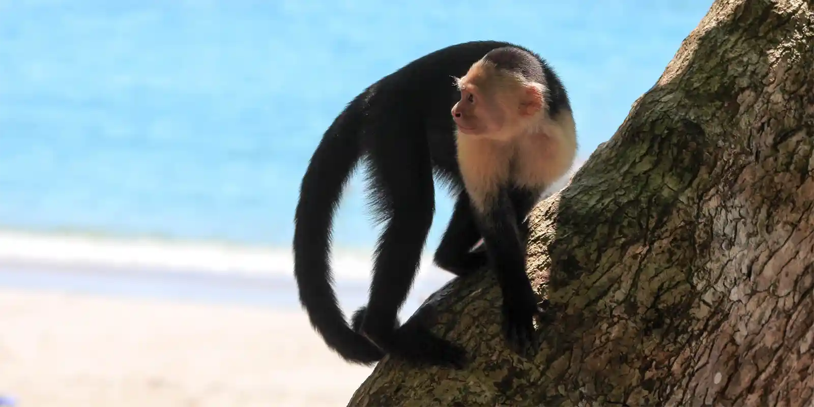 White-faced capuchin in Costa Rica