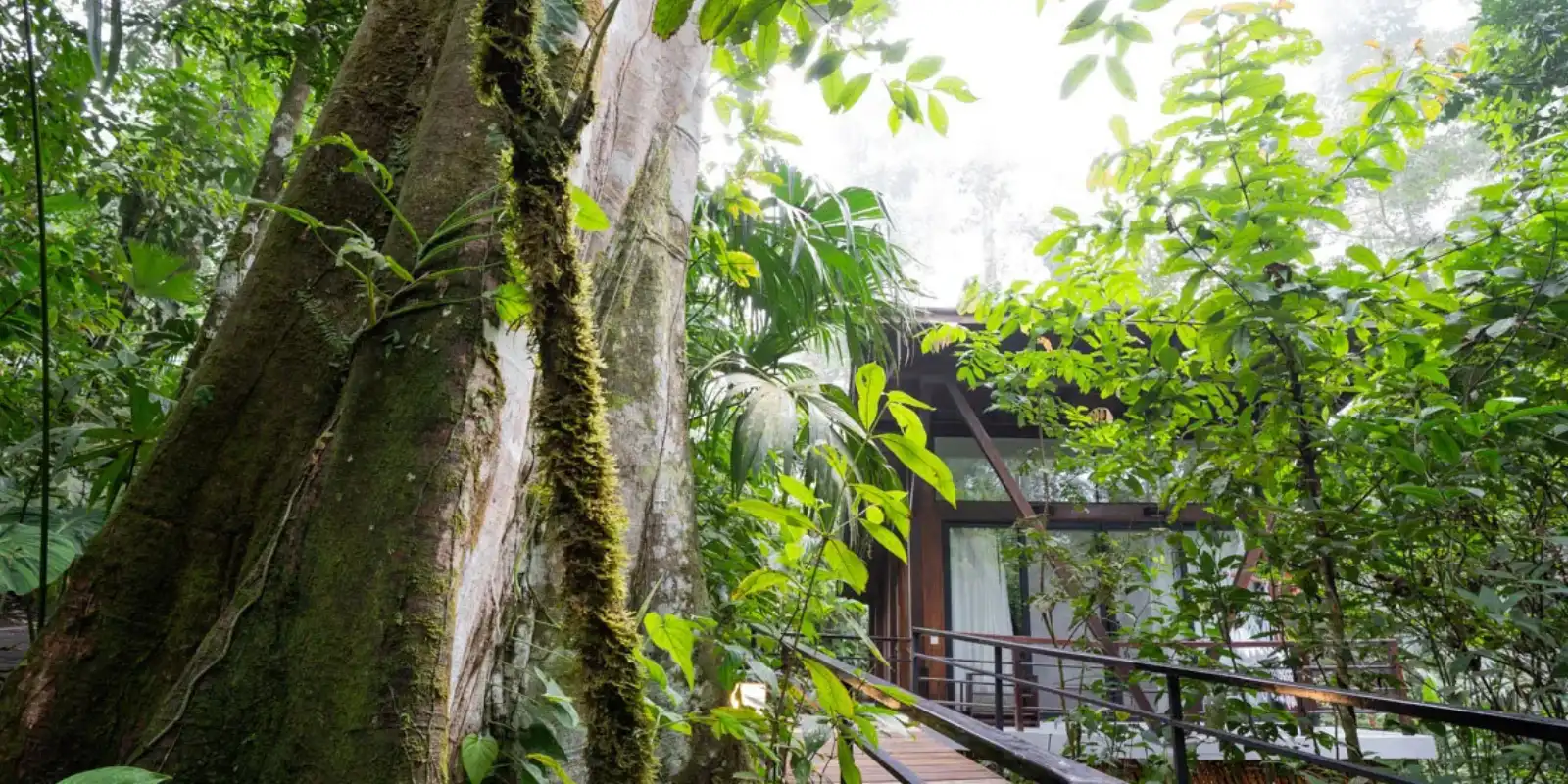 Wooden walkway through the rainforest to one of the cabin's at Minga Lodge, Ecuador.
