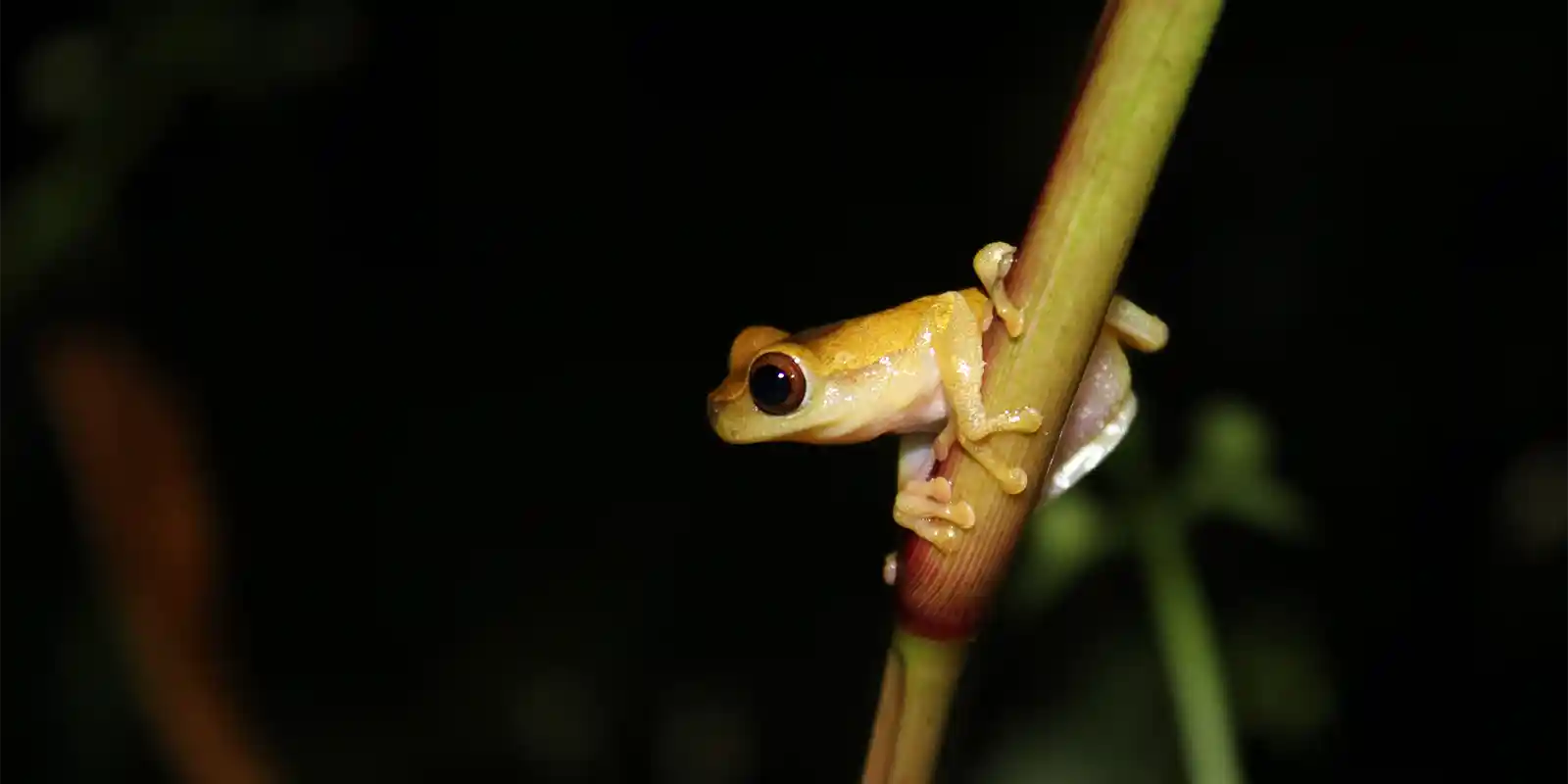 Dendropsophus frog in the Ecuadorian Amazon