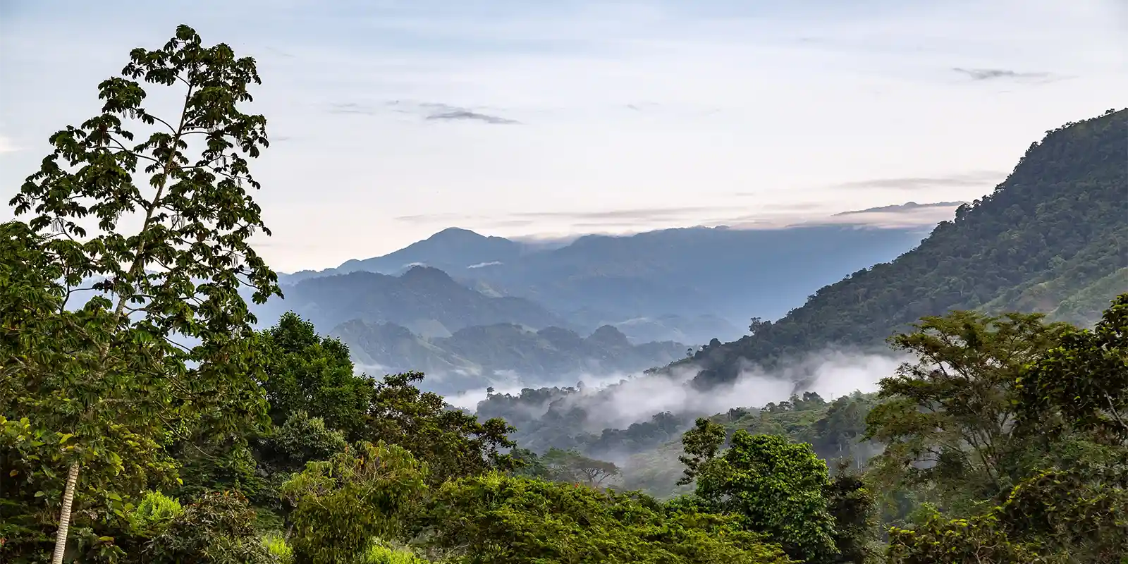 Choco Cloud Forest in Ecuador