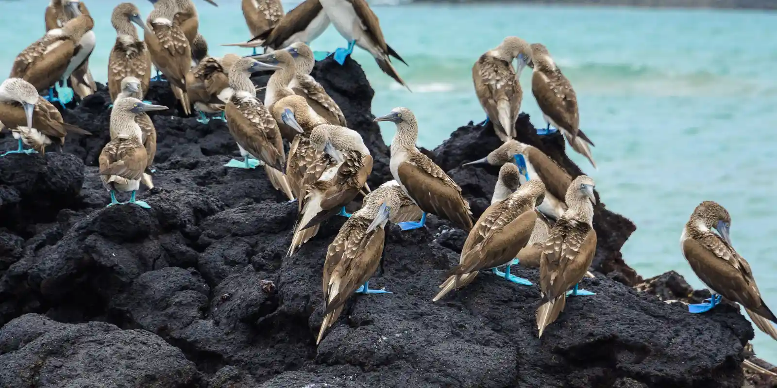 Group of blue-footed boobies in the Galapagos.