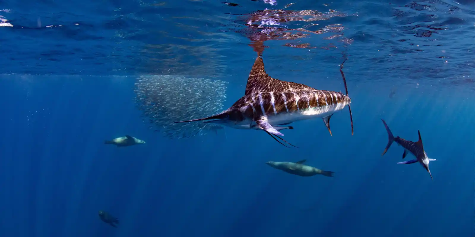 Striped marlin and sea lions around a bait ball in Magdalena Bay, Mexico.