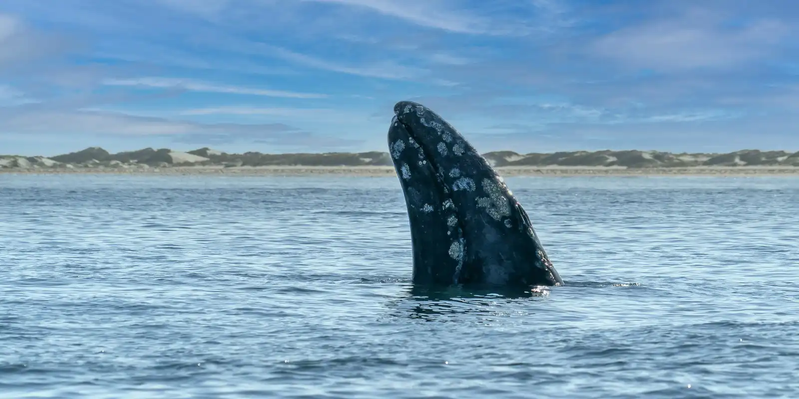 Grey whale spy hopping in Magdalena Bay, Baja California.