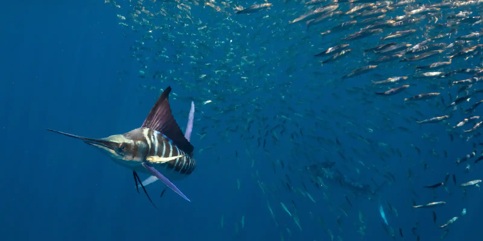 Striped marlin hunting a bait ball, Magdalena Bay.