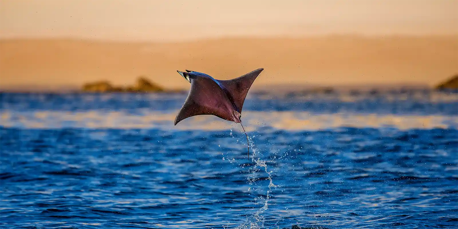 Mobula ray in the Sea of Cortez, Mexico
