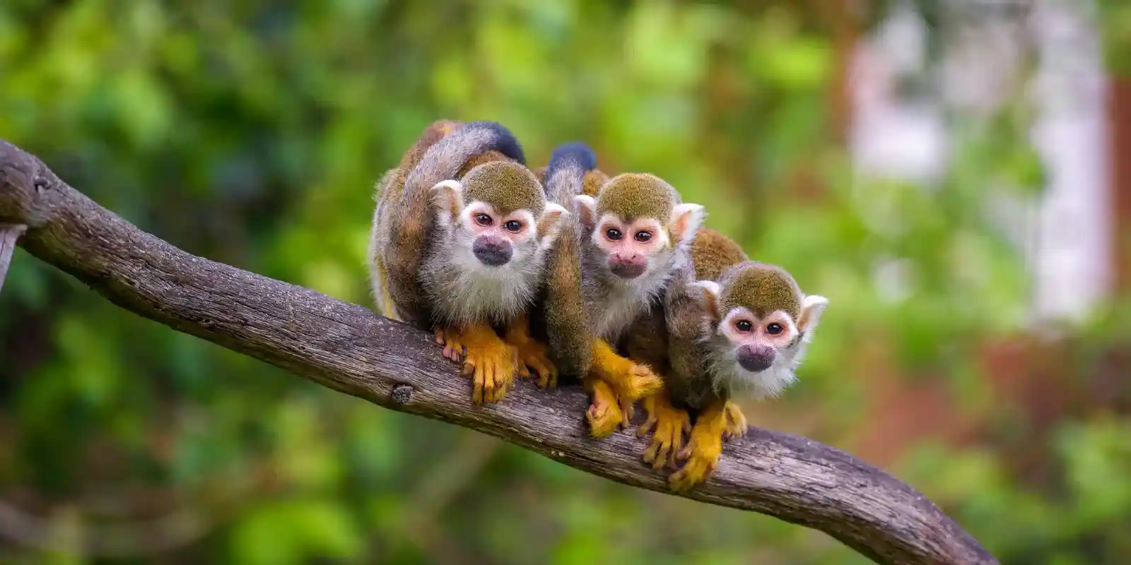 Trio of small common squirrel monkeys on a branch in Peru.