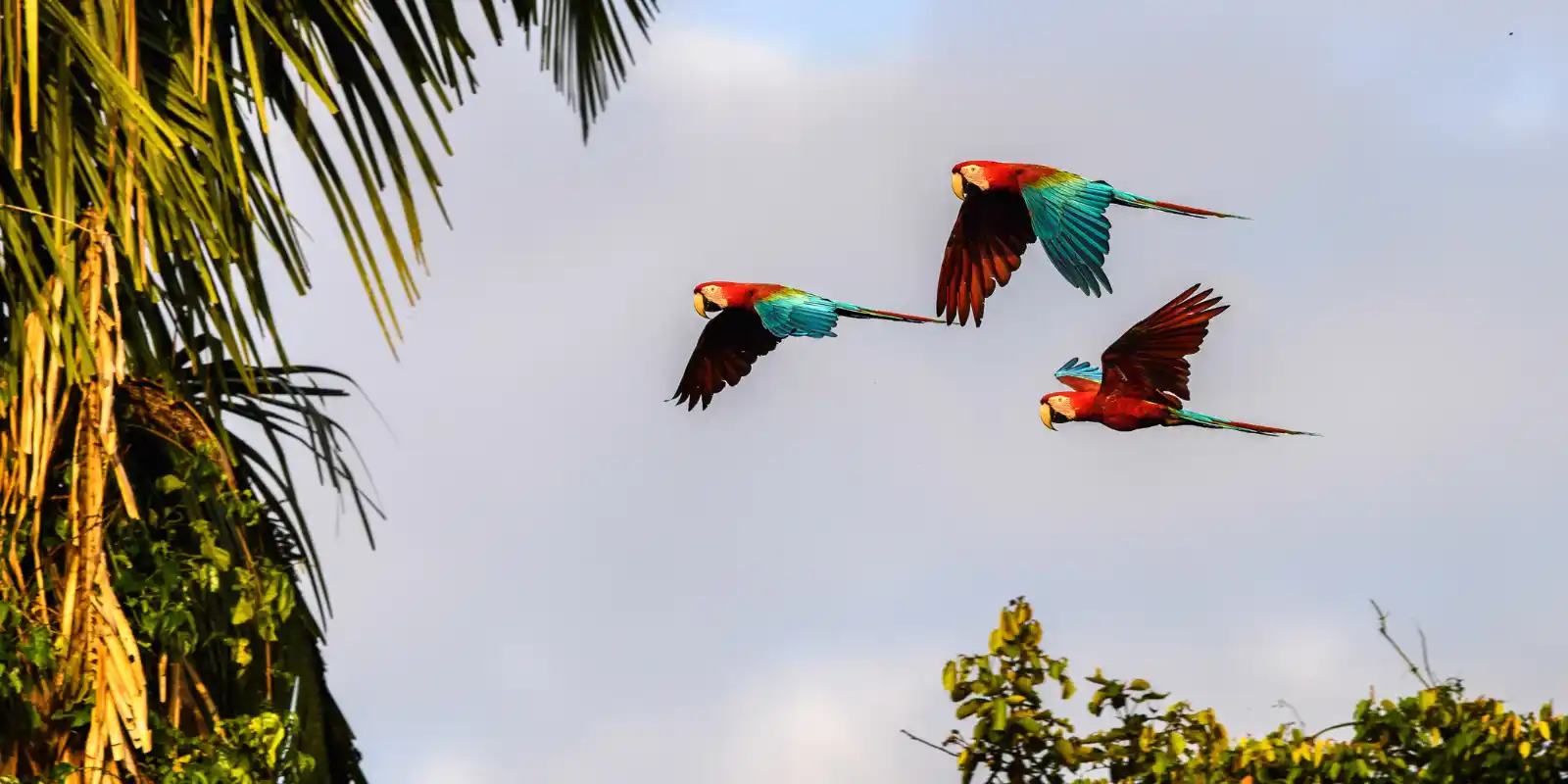 Three red & green macaws in flight, Peru.