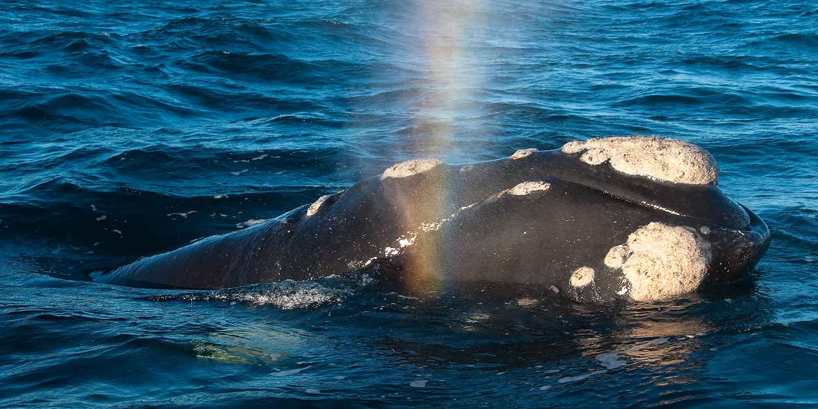Southern right whale in Patagonia, Argentina