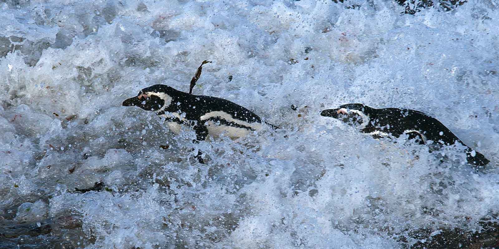 Magellanic penguins in Punta Tombo, Argentina