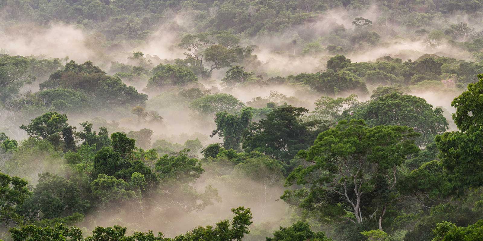 Amazon rainforest in Brazil