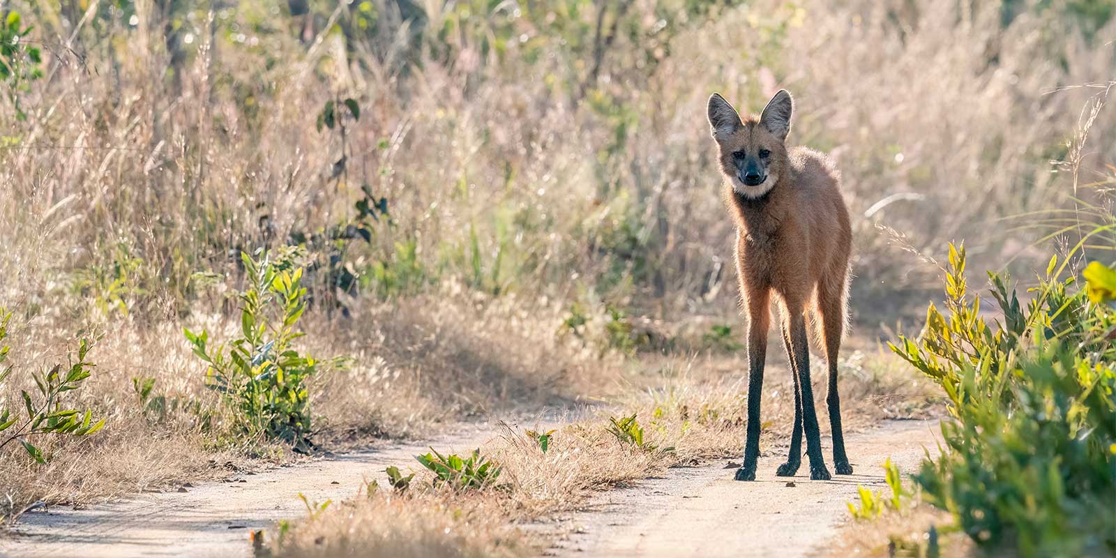 Maned wolf in Brazil