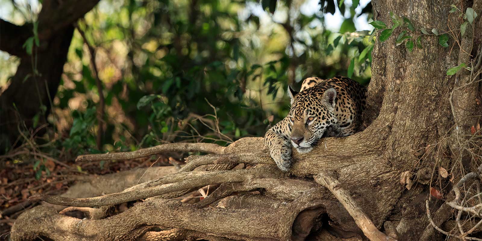 Jaguar in the Pantanal
