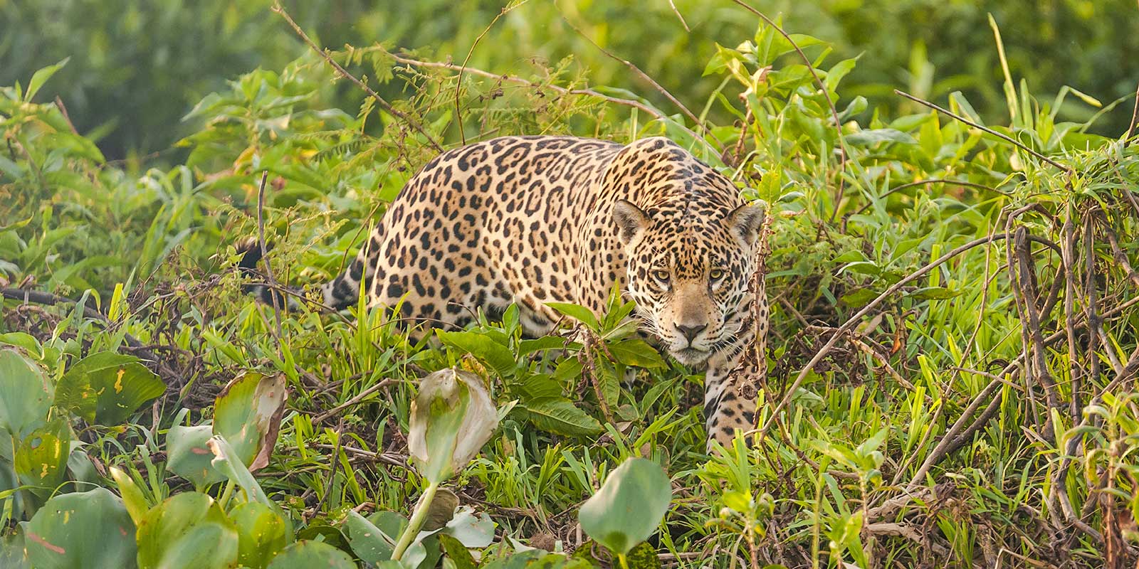 Jaguar in Brazil