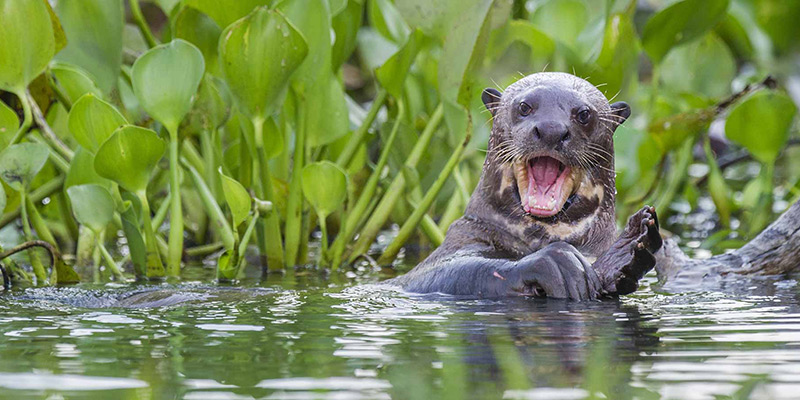Giant river otter in Brazil.