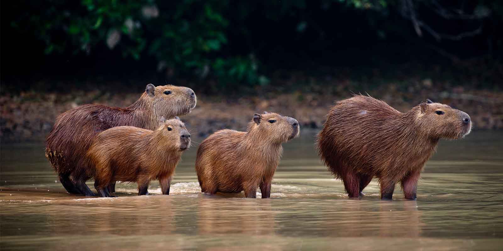 Capybara herd in Pantanal Brazil.