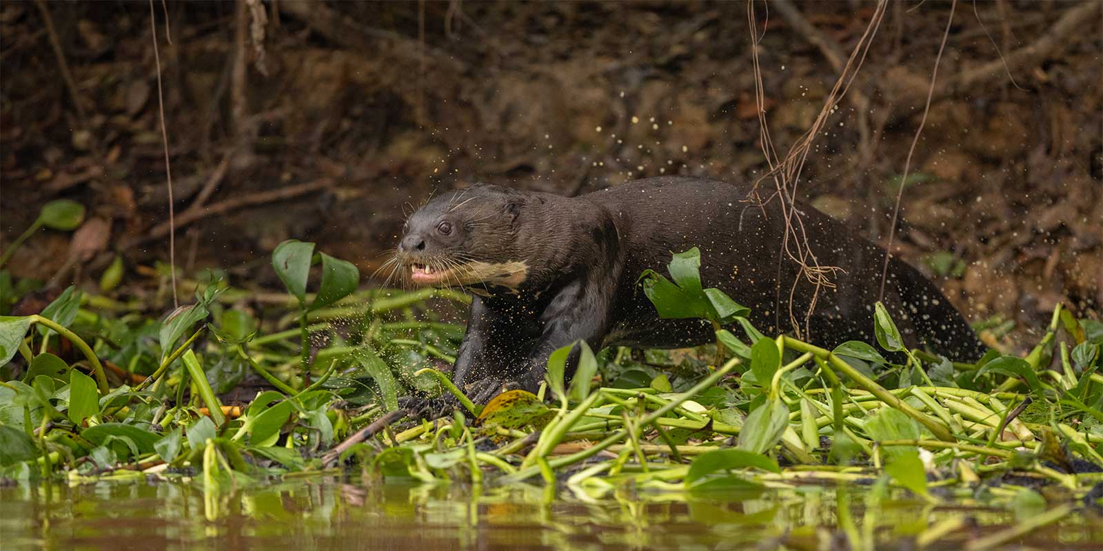 Giant river otter in the Pantanal, Brazil