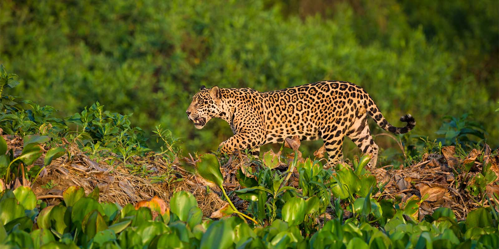 Jaguar in the Pantanal.