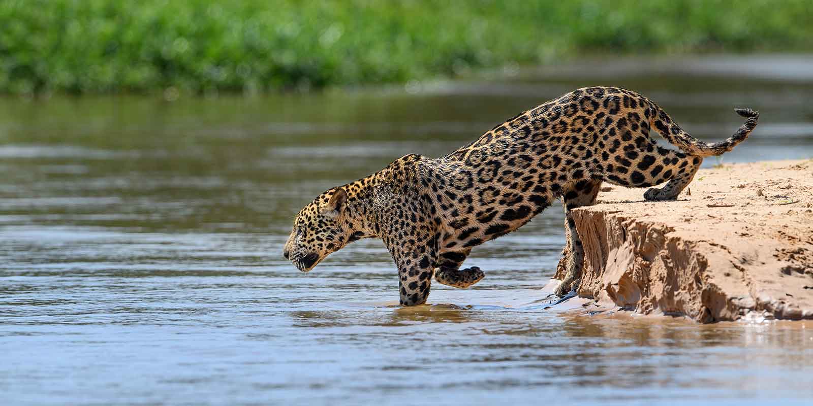 Jaguar in the Pantanal, Brazil.
