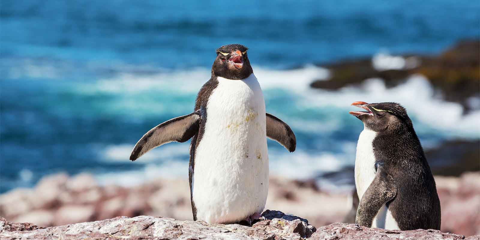 Magellanic penguins in Chile