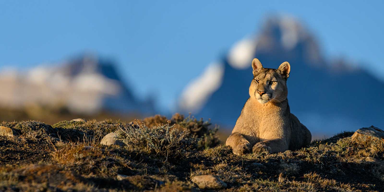 Puma in Torres del Paine National Park in Chile.