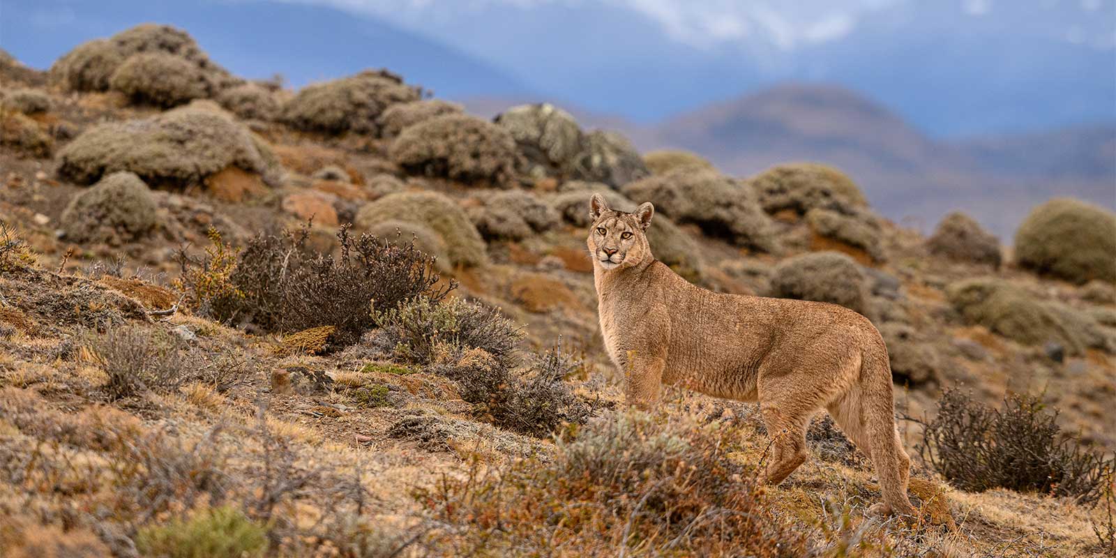 Puma in Torres del Paine, Chile.