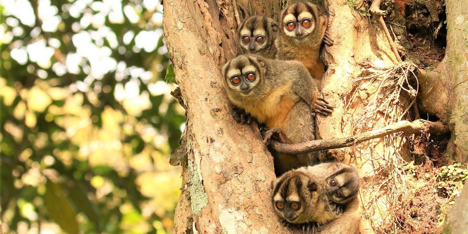 Brumback's night monkey in Colombia