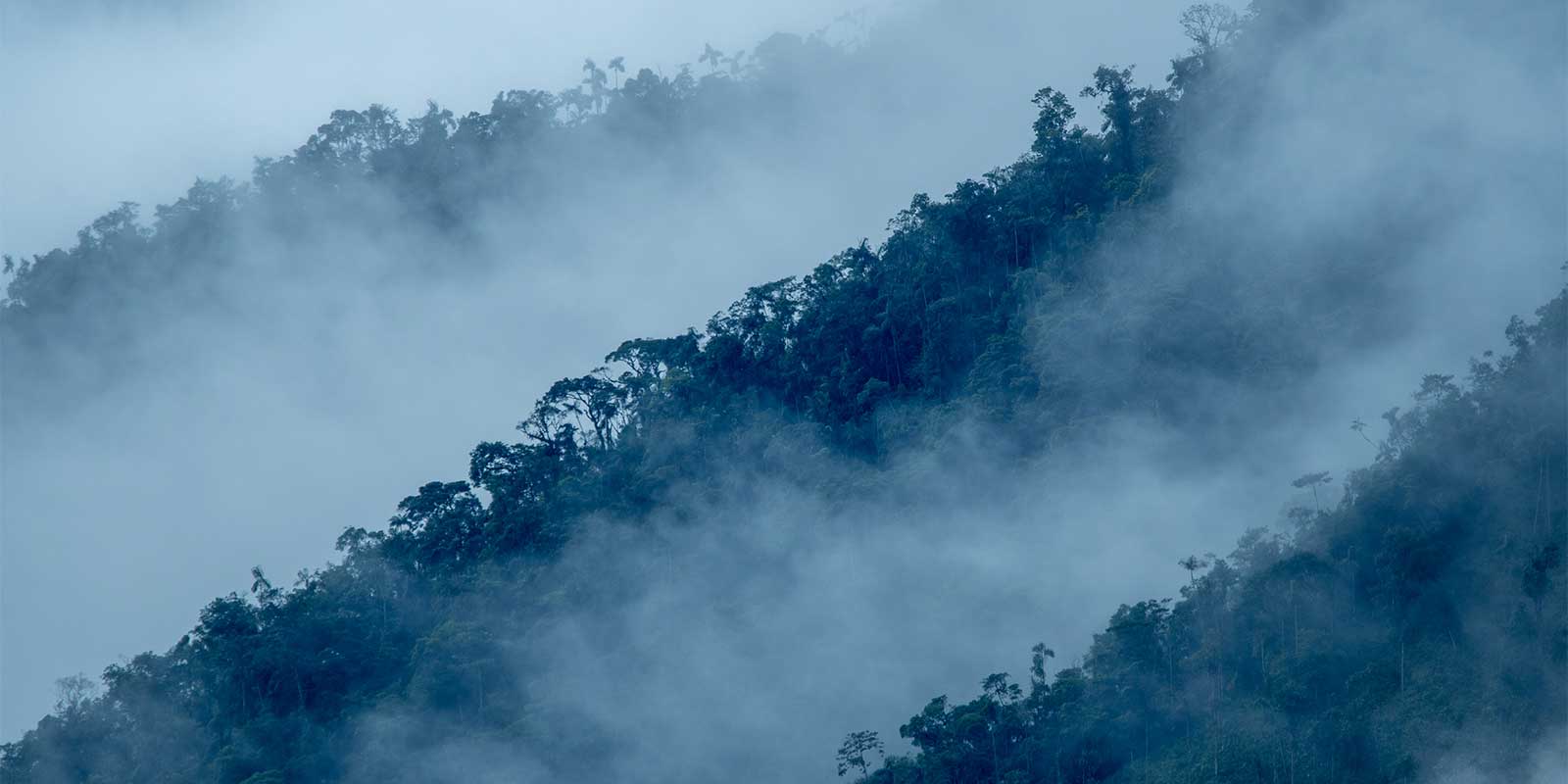 Choco Forest in Colombia