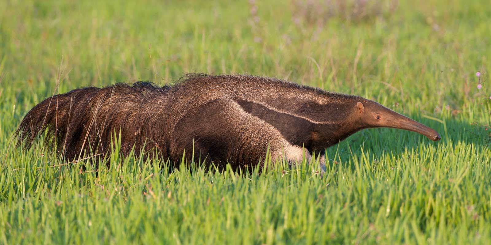Giant anteater in Colombia