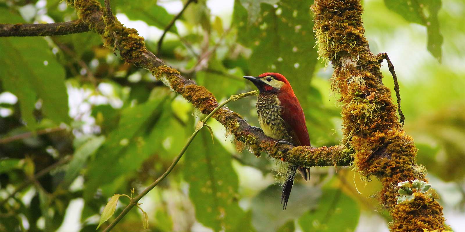 Crimson-mantled woodpecker in Jardin, Colombia