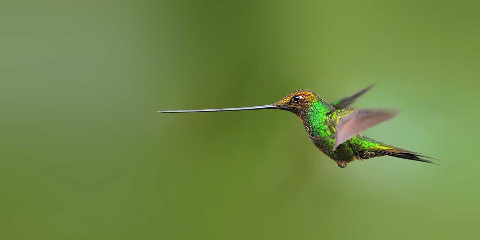 Sword-billed hummingbird in Colombia