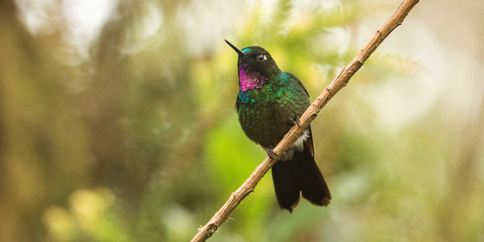Tourmaline sunagel in Colombia