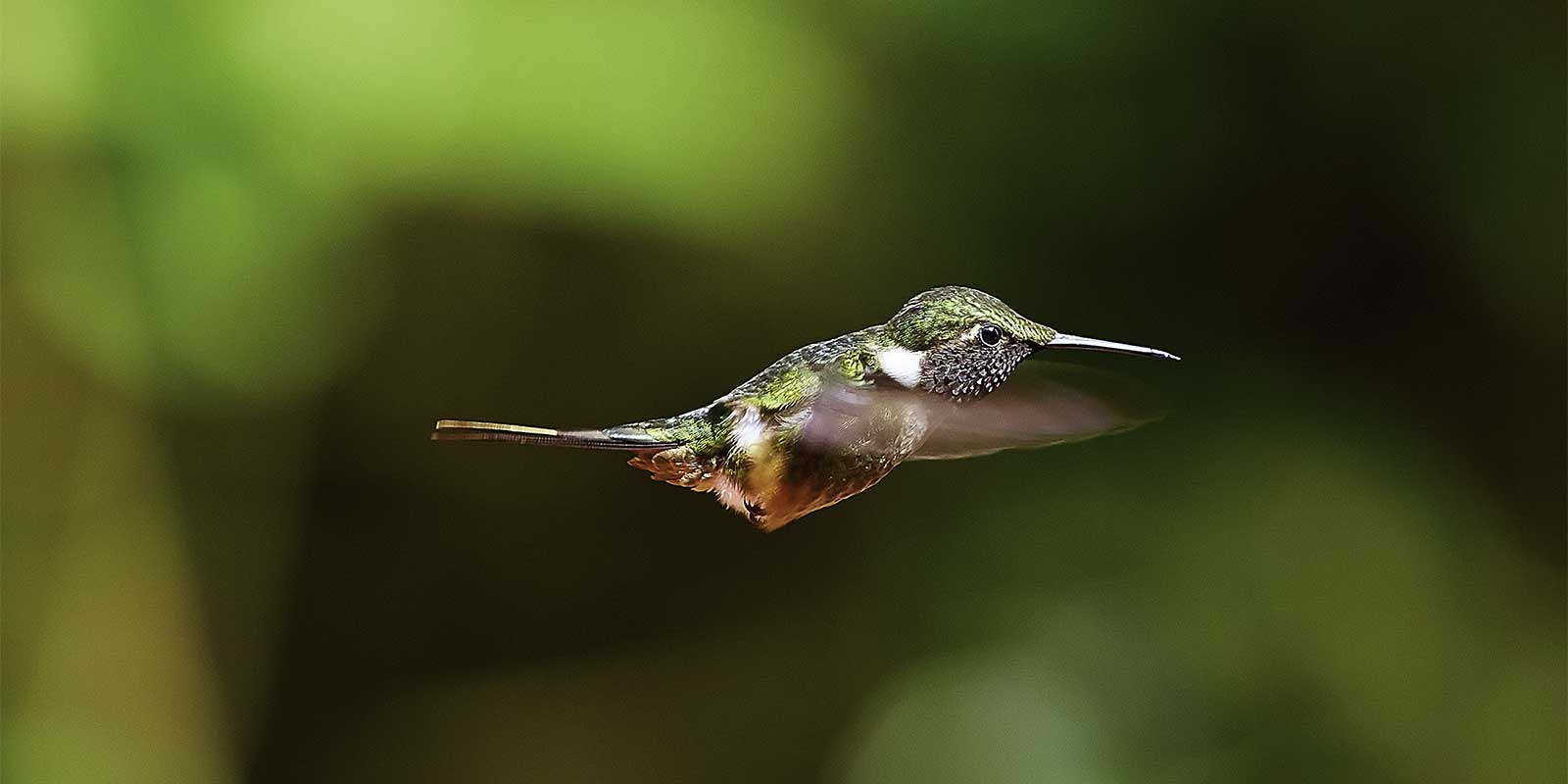 Hummingbird in Costa Rica
