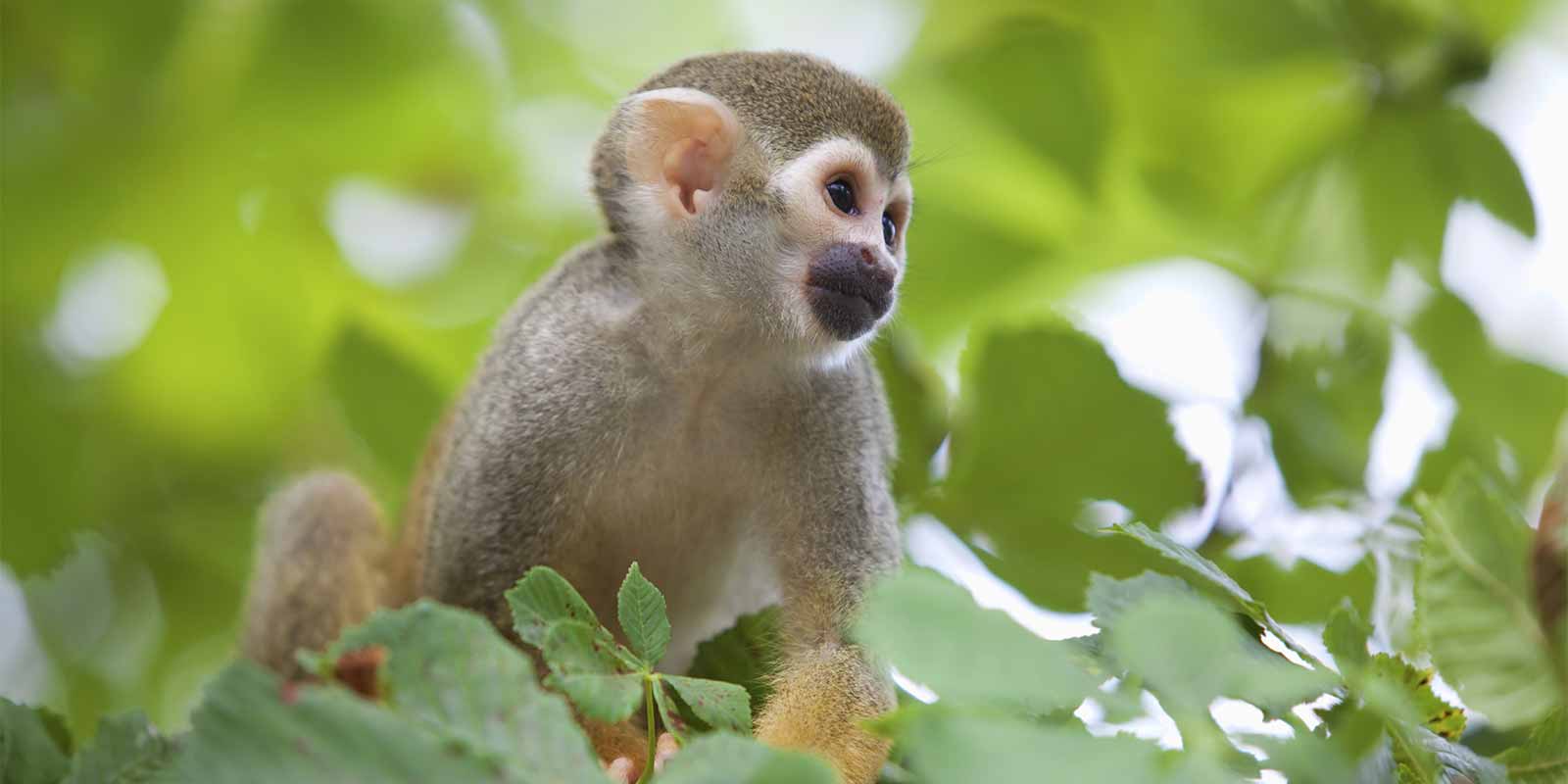 Squirrel monkey