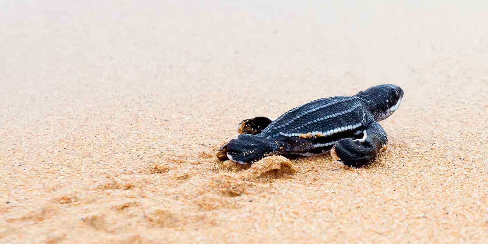 Leatherback turtle on Costa Rica Pacific Coast