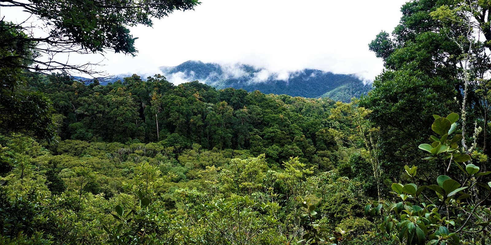 View of rainforest and clouds in San Gerardo de Dota, Costa Rica