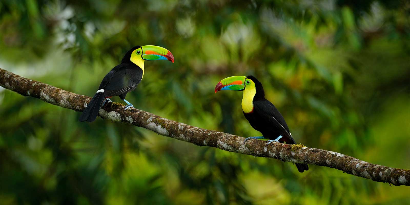 Toucan pair in Costa Rica