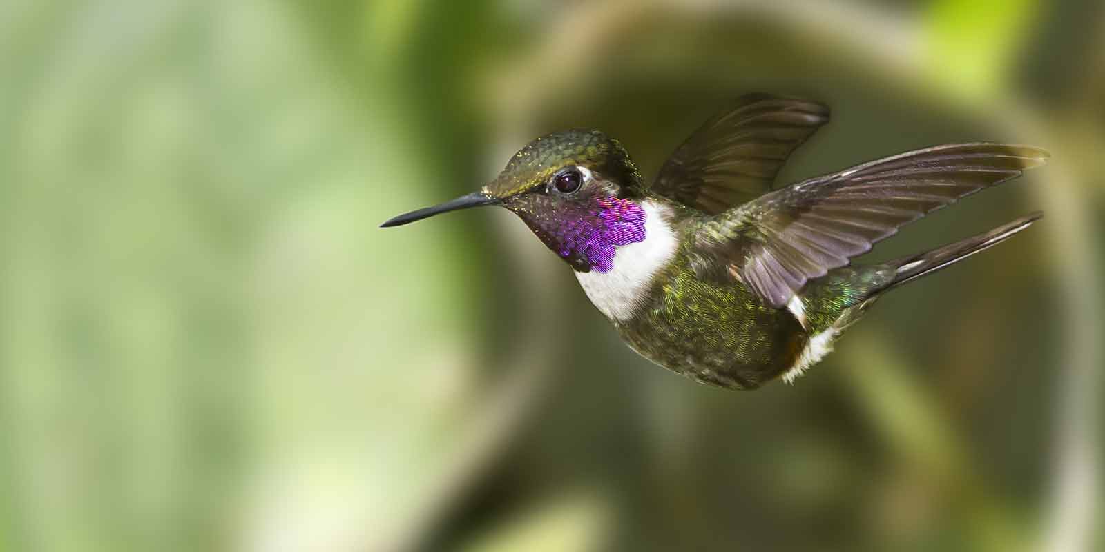 Purple-throated woodstar hummingbird in Ecuador