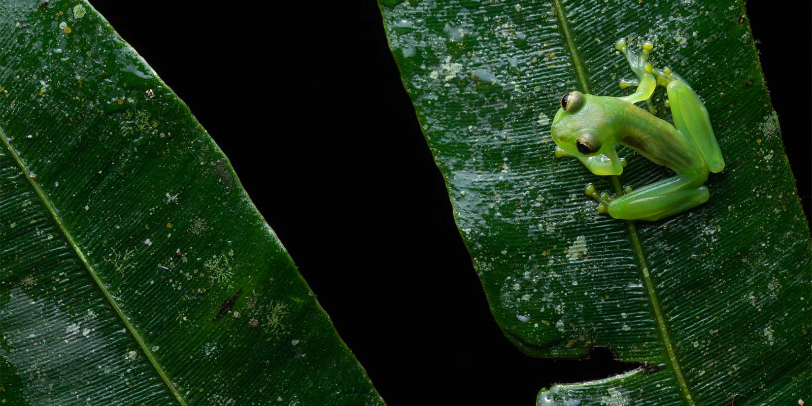 Glass frog in Ecuador