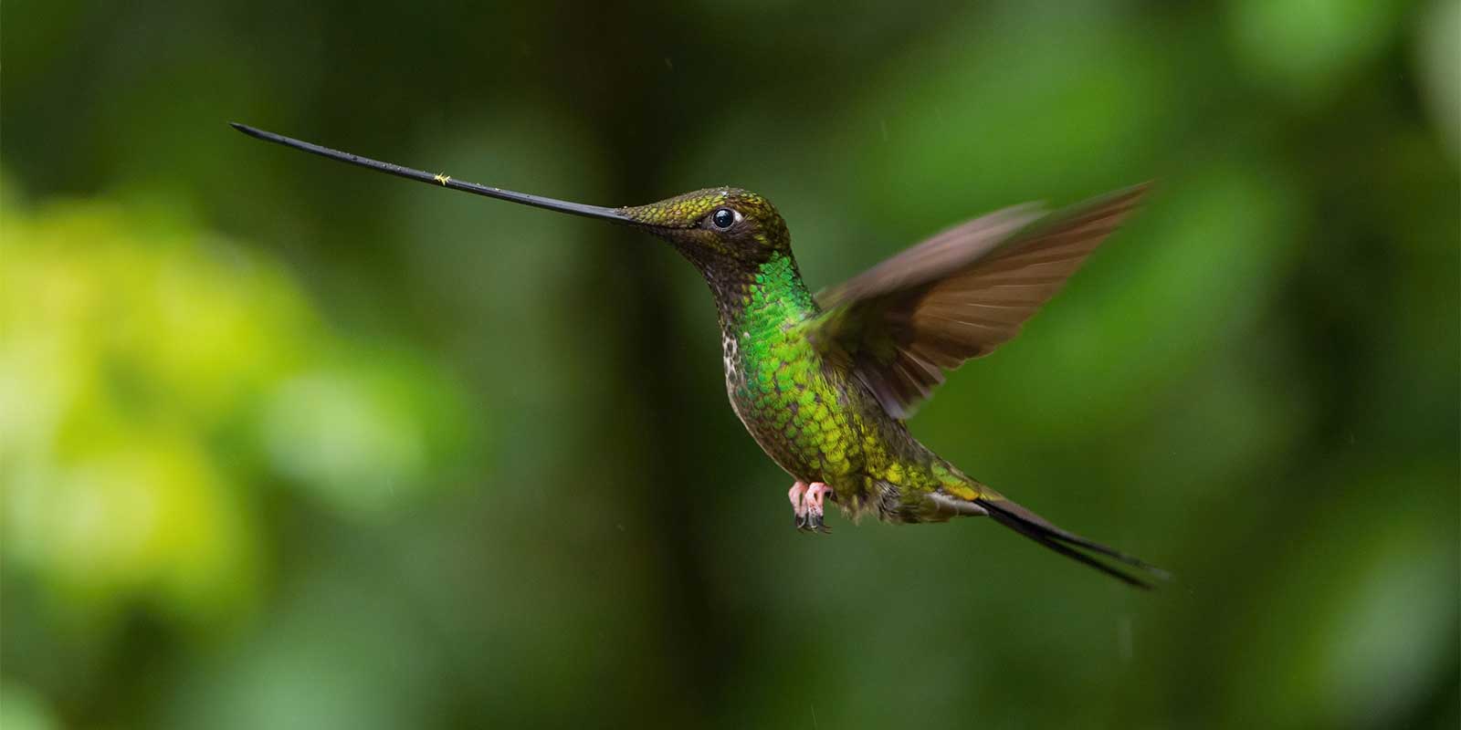 Sword-billed hummingbird in Ecuador
